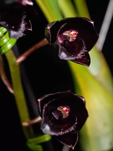 Muda Orquídea Catasetum Fredclarkeara Afterdark Planta Negra