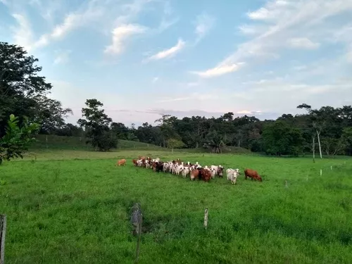 Vendo Excelente Finca Ganadera De 200 Hectáreas En El Magdalena Medio