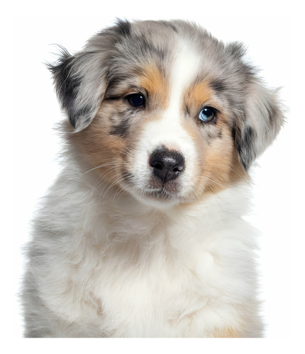 Cachorros Pastor Ovejero Perros Australian Shepherd Dogs Pet