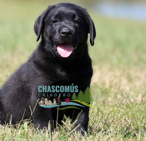Labrador Negro Porte Maravilloso - Criadero Chascomús