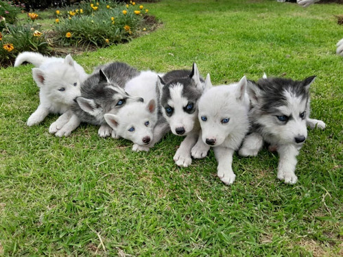 Lobos Siberianos