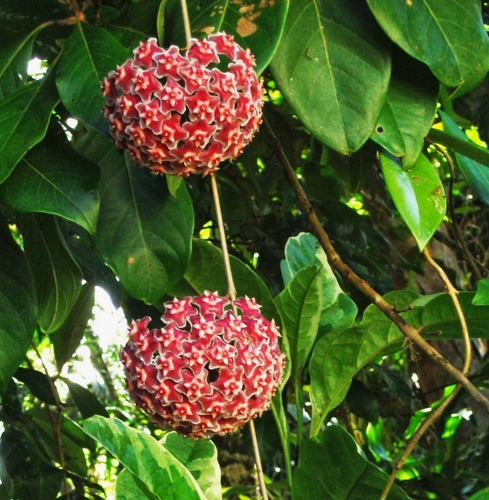 100 Sementes De Trepadeira Flor De Cera Vermelha