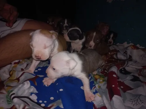 Cachorros Pitbull