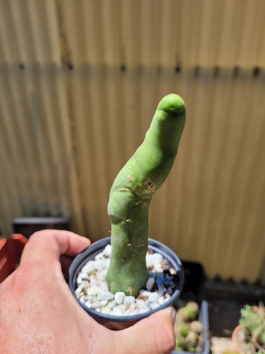 Trichocereus Bridgesii Monstruoso. Cactus Penis.coleccion