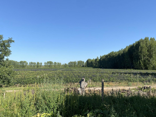 Exclusivo Viñedo De 20 Ha. En Cuadro Benegas