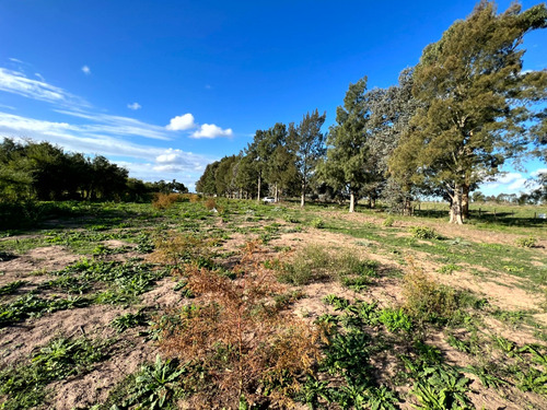 Imagen 11 de 17 de Atencion Inversor Amplia Parcela En Venta Sobre Ruta 20 Proxima A Las Lagunas De Chascomus Y Vitel