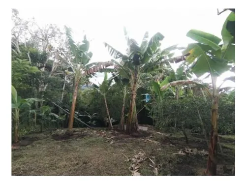 Venta Casa Campestre, Hojas Anchas Circasia Quindío Cod: 8577067