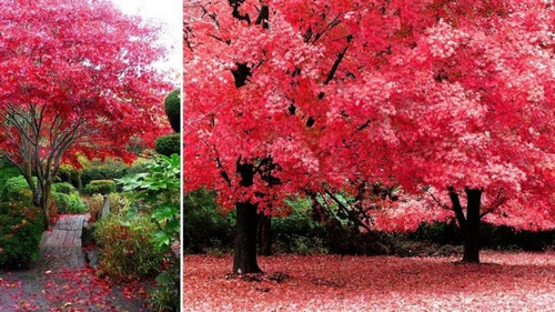 Semillas De Arce Japones Rojo Premium Alta Calidad