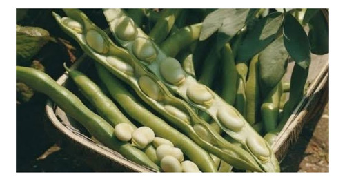 Fava Super Agua Doce - 1kg De Sementes/ Excelente Variedade