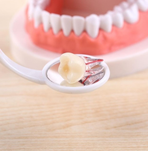 Imagen 9 de 10 de Molar Para Práctica Endodoncia Enseñanza Santiago