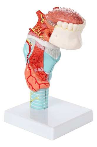 Laringe Humana Con Diente Y Lengua Modelo Anatomia Garganta