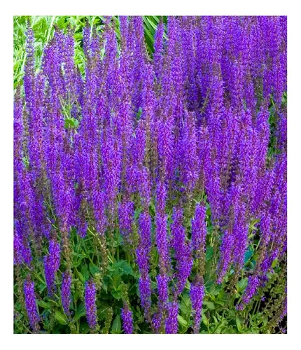Semillas De Salvia Sylvestre Flores Azules X 20 Unid.