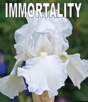 Comprar 1 Rizomas De Lirios Barbados O Iris Germanica Inmortality