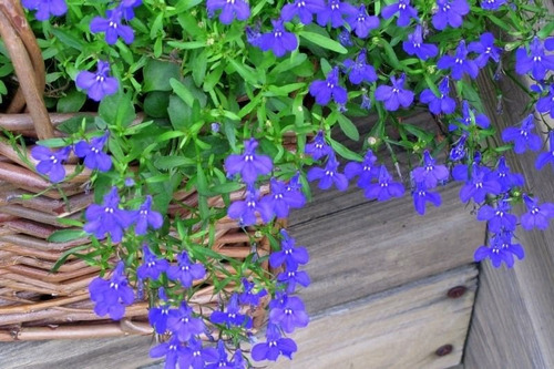 Imagen 2 de 4 de Semillas Lobelia Crystal Palace Enana Flores Floral Jardin