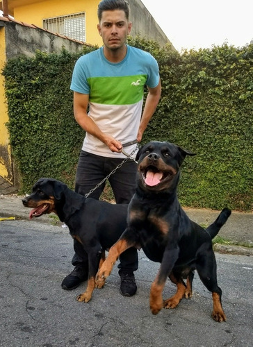 Filhotes De Rottweiler (canil Oliver Machado)
