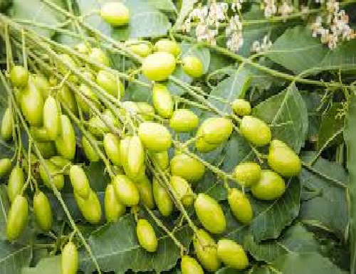 Árbol De Neem (azadirachta Indica) Más Semillas