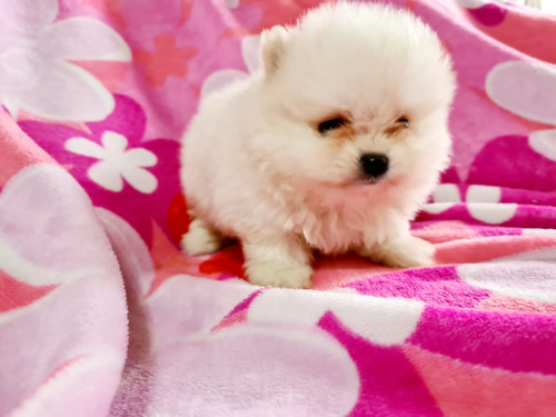 Pomerania Blanco /animal De Compañía