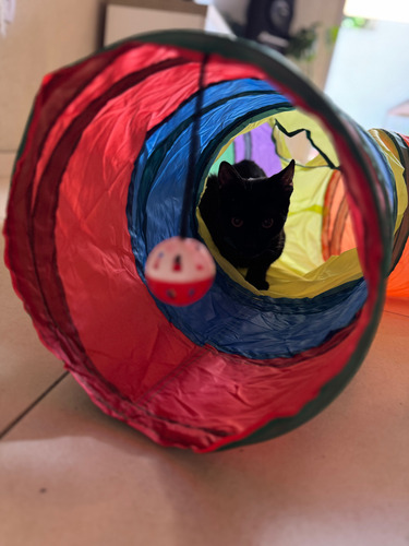 Túnel T Plegable Arcoíris P/gatos 4 Entradas + Juguete