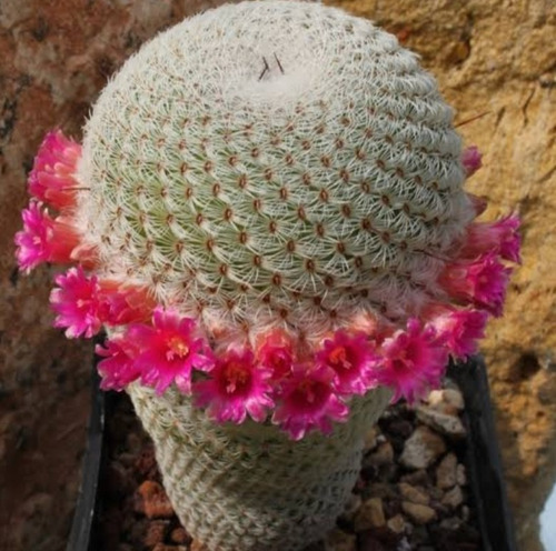 Mammillaria  Tlalocii, Biznaga De Tlaloc,   Mp