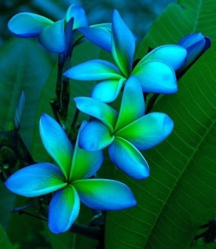 50 Semillas De Plumeria Rubra Azul