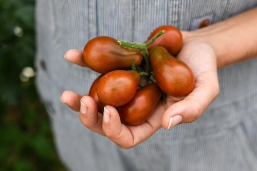 Sementes De Tomate Chocolate Pear - Pera Chocolate Cherry