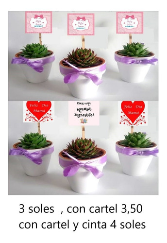 Imagen 1 de 3 de Cactus Y Suculentas Bautizos,matrimonio,misas,baby Shower