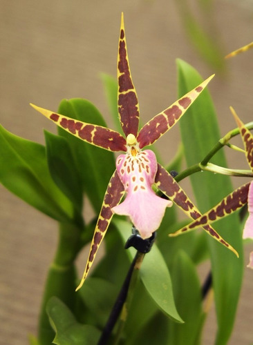 100 Sementes De Orquidea Aranha Negra - Brassia Black Spider | Parcelamento  sem juros