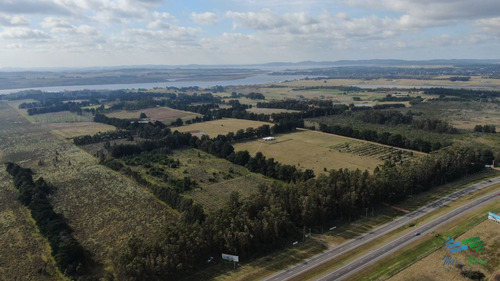 Imagen 2 de 17 de Única Chacra Con Producción De Arándanos En Laguna Del Sauce - Zona Rural Zona Rural