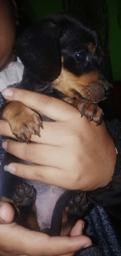 Imagen 2 de 5 de Cachorros Daschund Mini
