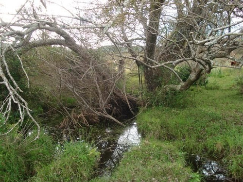 Campo En Venta En Las Cañas