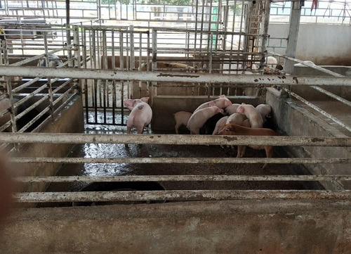 Estado Barinas Se Vende Finca Ganadera Yep11