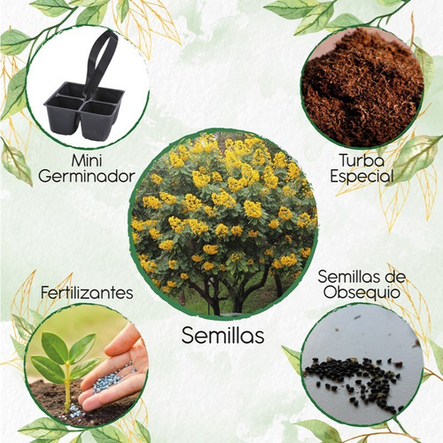 25 Semillas Árbol Vainillo Velero + Mini Kit De Germinación 