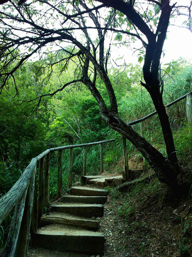 Cuadro 60x90cm Escaleras En El Bosque Paisaje Arboles M6