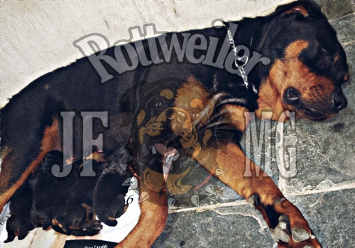 Filhotes De Rottweiler Jf Mg