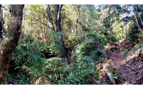 Alerce Parcela 5000 M2 Conlinda Con Estero Rio Negro