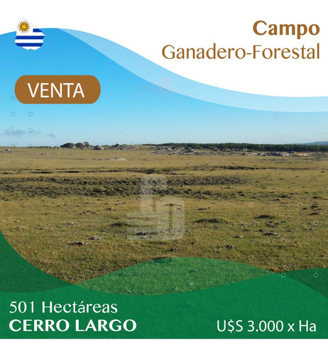 Campo Ganadero-forestal De 501 Ha En Cerro Largo
