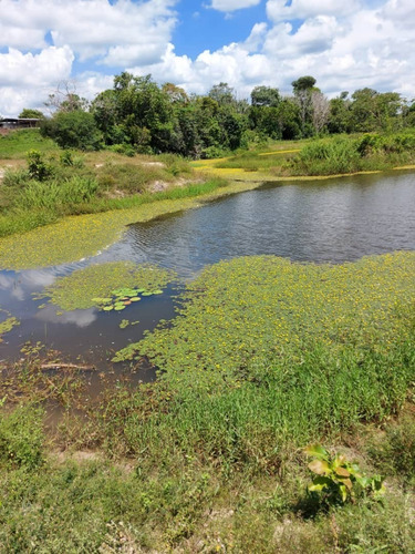 Imagen 13 de 14 de Se Vende Finca Jusepin Edo Monagas Ve01-1458ju-rcor