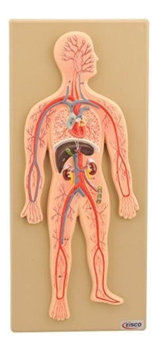 Modelo De Sistema Circulatorio Humano Eisco Pintado A Mano
