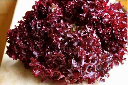 Semillas Agroecologicas De Lechuga Red Carpet 100% Naturales