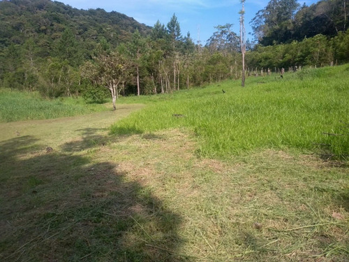 Imagem 9 de 16 de Juquitiba/miracatu/sitio Com Riacho/nascente/boa Casa/lazer/morar Ou Criar/ref:05334