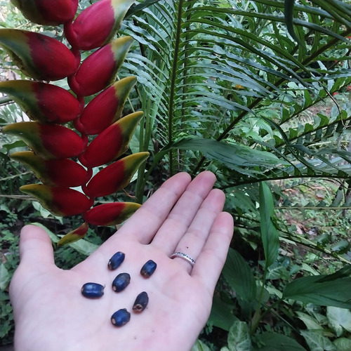 (6) Sementes De Heliconia Rostrata Exótica E Ornamental