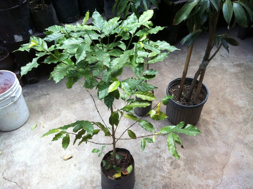 Imagen 2 de 3 de Frutales: Cafeto, Planta De Café (coffea Arabica)