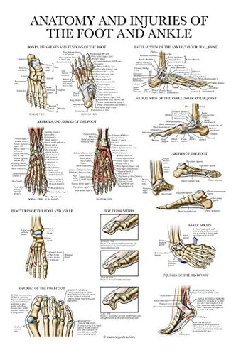 Laminated Anatomy And Injuries Of The Foot And Ankle Po...