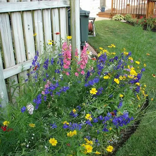 Mezcla De Semillas De Flores Silvestres De Texas, 17 Varieda