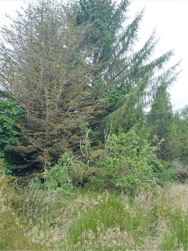 Imagen 8 de 13 de Sitio Isla En Venta En Cisnes