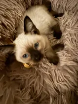 Comprar Gatito Siames Bebé(bellezaaaa)