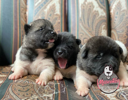 Espectaculares Cachorros Akita Americano Mascotas Rionegro