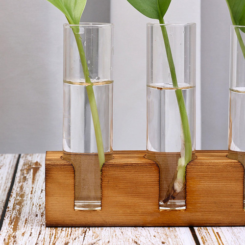 Terrario Para Plantas Tubos De Propagación De Plantas