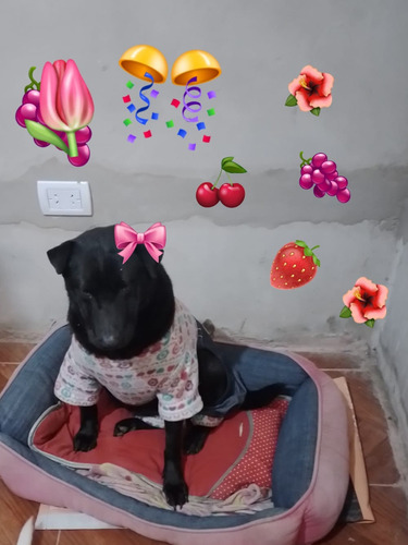 Morena, Cruza Labradora Con Sharpei, Preciosa, Adopcion, Lee