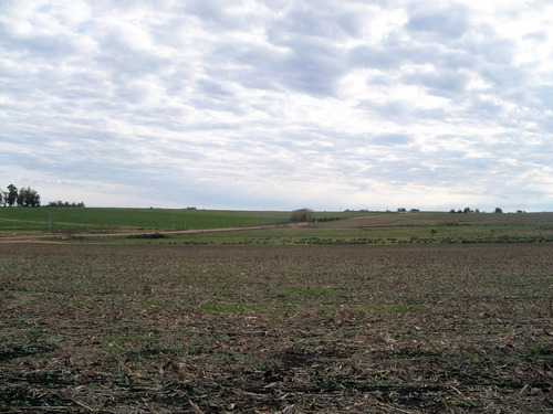 Campos Venta 65 Has Agrícolas Zona De Carmelo - Conchillas